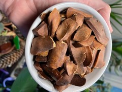 Swietenia macrophylla 40 Seeds, Sky fruit, Mahagony, Mahoni, From indonesia