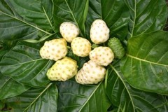 Immune system boost – NONI – ANTI PARASITE COMBO – black walnut hull powder