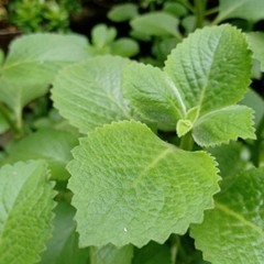 CANDIDA RELIEF – Aloe Vera Leaf – Caprylic acid – Reishi mushroom extract 1 BT