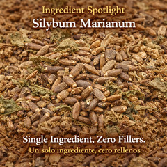 Cardo Mariano Herb Tea | Vegan | 100% Pure & Natural Cardo Marin – Milk Thistle