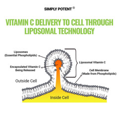 Liposomal Vitamin C 1200mg – Enhanced Absorption for Immune Support | 180 Caps