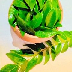 Lower cholesterol levels, promote help control blood sugar level – curry leaves