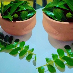 Lower cholesterol levels, promote help control blood sugar level – curry leaves