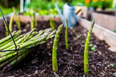 Daily nutrient support – ASPARAGUS YOUNG SHOOTS – Vitality-boosting 1Bot