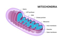 Aegles Blu Mitochondria–B Boost with Urolithin A, – Daily Mitochondria Support.