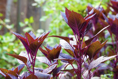 RS400™ – Plant-Powered Performance, Standardized to 400 mg Nitrates Per Serving