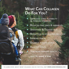 Chicken Bone Broth Collagen Powder – Pure Organic Protein – Free-Range