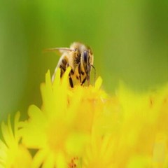 HONEY BEE POLLEN With Absolutely No Additives Raw USA Concentrated 100 V Capsule