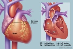 blood pressure support for high blood pressure IMMUNE SUPPORT immune BOOSTER 2 B