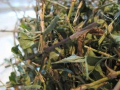Jamaica Medina leaf herb Alysicarpus Vaginalis 0.5 oz Product of Jamaica