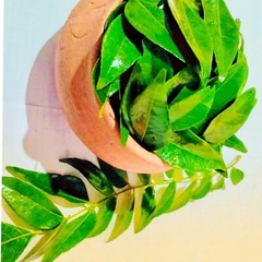 Lower cholesterol levels, promote help control blood sugar level – curry leaves