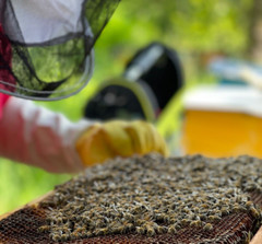 Bee Bread / Perga – Fermented Bee Pollen 100g (3.5oz), Raw & Unprocessed – 2025