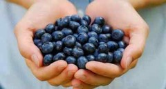Tropical flavor – ACAI BERRY – Nutrient-rich snack 1 Bottle 60 Capsules