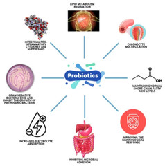 Raw Probiotics 100 Billion CFU Potency Digestive Immune Health 60 Gummies USA