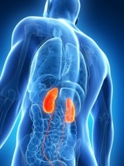 Kidney cleanse – KIDNEY SUPPORT FORMULA – Kidney support supplements 1 Bottle 60