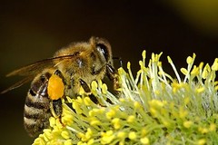 BEE POLLEN 100% Pure Natural Non Processed Bee Pollen Granules 6 lbs