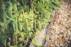 Pea Powder 80% Protein Non-GMO | 4oz to 5lb | Pure Natural Chemical Free