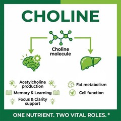 Choline Supplements 500mg Per Serving– Vegan And Non-Gmo – 30/60/120 Capsules