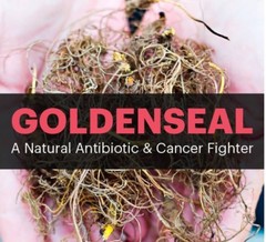 weight loss diets – GOLDENSEAL ROOT 520MG 2B – goldenseal seeds