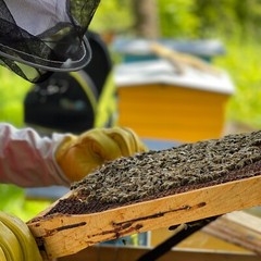 Bee Bread / Perga – Fermented Bee Pollen 100g (3.5oz), Raw & Unprocessed – 2025