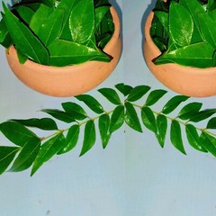 Lower cholesterol levels, promote help control blood sugar level – curry leaves