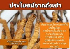 5X CMAX Instant Coffee Ginseng Cordyceps Herbal Diet Supplement Sugar Free