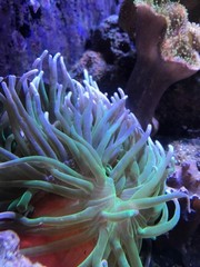 Reef Calcium Supplement – 2L Liquid for Coral Growth & Marine Aquariums