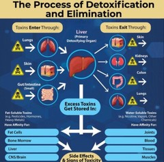 Liver Clean Health Support Remove Fat Natural Detox Cleanse