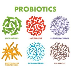 Raw Probiotics 100 Billion CFU Potency Digestive Immune Health 60 Gummies USA