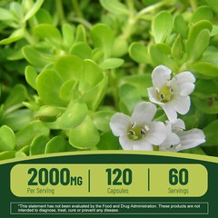 Bacopa Monnieri 2000mg – Boost Memory Focus Enhancer Stress Relief – Non GMO