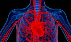 Prevent Heart Problems – Blood Pressure Complex 690mg – Blood Pressure Caps 2B