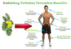 Bulgarian – TRIBULUS  EXTRACT 1000MG great natural working 1 Bottle 60 Tablets