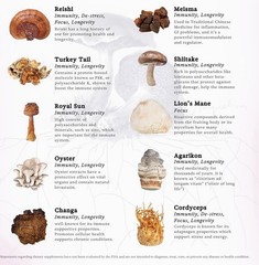 Rainbo 11:11 Super Multi-Mushroom Tincture W Lion’s Mane & Turkey Tail 3.4 fl oz