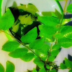 Lower cholesterol levels, promote help control blood sugar level – curry leaves