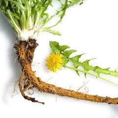 dandelion root extract – Liver Cleanse & Detox 905mg – liver support vitamins 3B