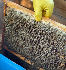 Bee Bread / Perga – Fermented Bee Pollen 100g (3.5oz), Raw & Unprocessed – 2025