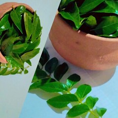 Lower cholesterol levels, promote help control blood sugar level – curry leaves
