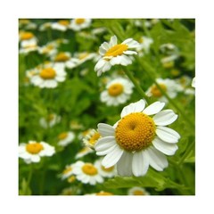 Seed Needs, German Chamomile Seeds – 500 Heirloom Seeds for Planting Matricar…