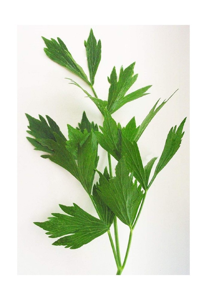 Lovage Herb Seeds – 100 Count Seed Pack- Non-GMO – an herb That Tastes Like C…