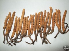 Wild Cordyceps Dong Chong Xia Cao 2 G