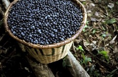 Tropical flavor – ACAI BERRY – Nutrient-rich snack 1 Bottle 60 Capsules