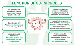 PRObiotics & PREbiotics for 60 days 12 strains 12 billion Vegan GOODFOR CHILDREN