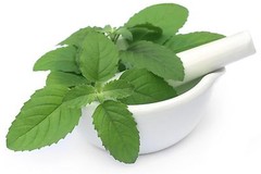 Holy basil – HOLY BASIL EXTRACT. ANTIBACTERIAL – calm down natural pills 2 Bot