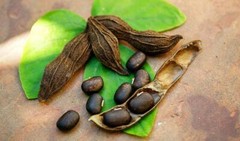 Emotional Wellness – MUCUNA PRURIENS – Nutrient Dense 1 Bottles 60 Capsules