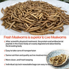 Fresh Mealworms 8.4 Oz (1600 Count Total, 12 Bags) for Reptiles and Pets