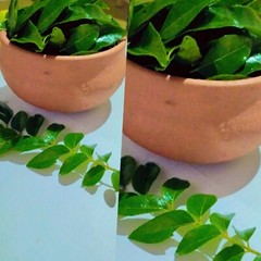 Lower cholesterol levels, promote help control blood sugar level – curry leaves