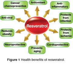 resveratrol mental refreshment – PURE RESVERATROL 1200MG 3B – antioxidant drink