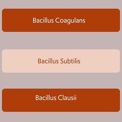 Bacillus B3 Probiotics – Bacillus Subtilis, Coagulans Clausii Enzymes prebiotic