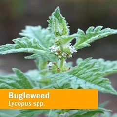 Bugleweed Liquid Extract Drops – Endocrine Support, Herbal Supplement, 4 Oz