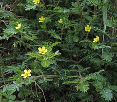 Testosterone booster for men – TRIBULUS TERRESTRIS 1000mg – Weight loss – 270T
